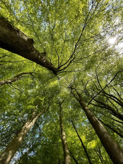 L'investissement forestier aide à l’entretien de nos forêts